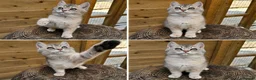 British Shorthair cats for sale: 💎 Price Reduced, Ready to leave now 🥰🏡 - Advert 1