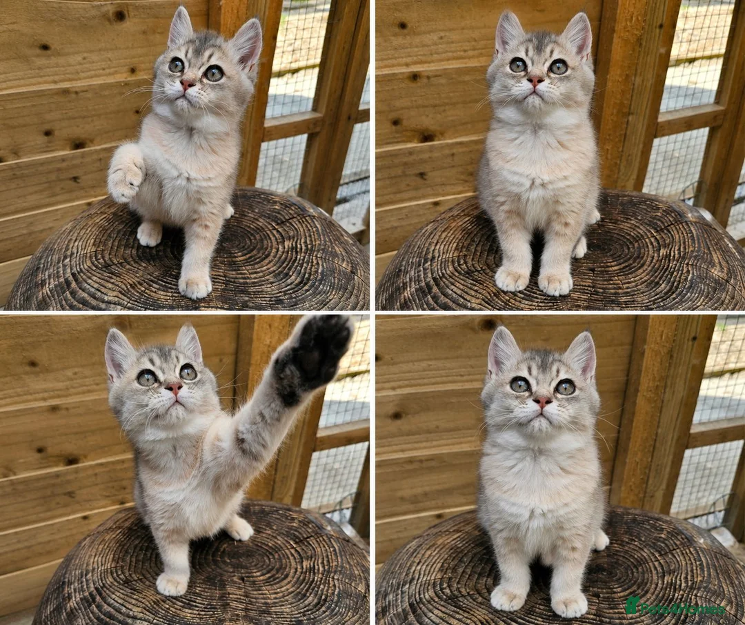 British Shorthair cats for sale: 💎 Price Reduced, Ready to leave now 🥰🏡 - Advert 1