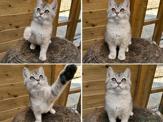 British Shorthair cats 💎 Price Reduced, Ready to leave now 🥰🏡 - Advert 16