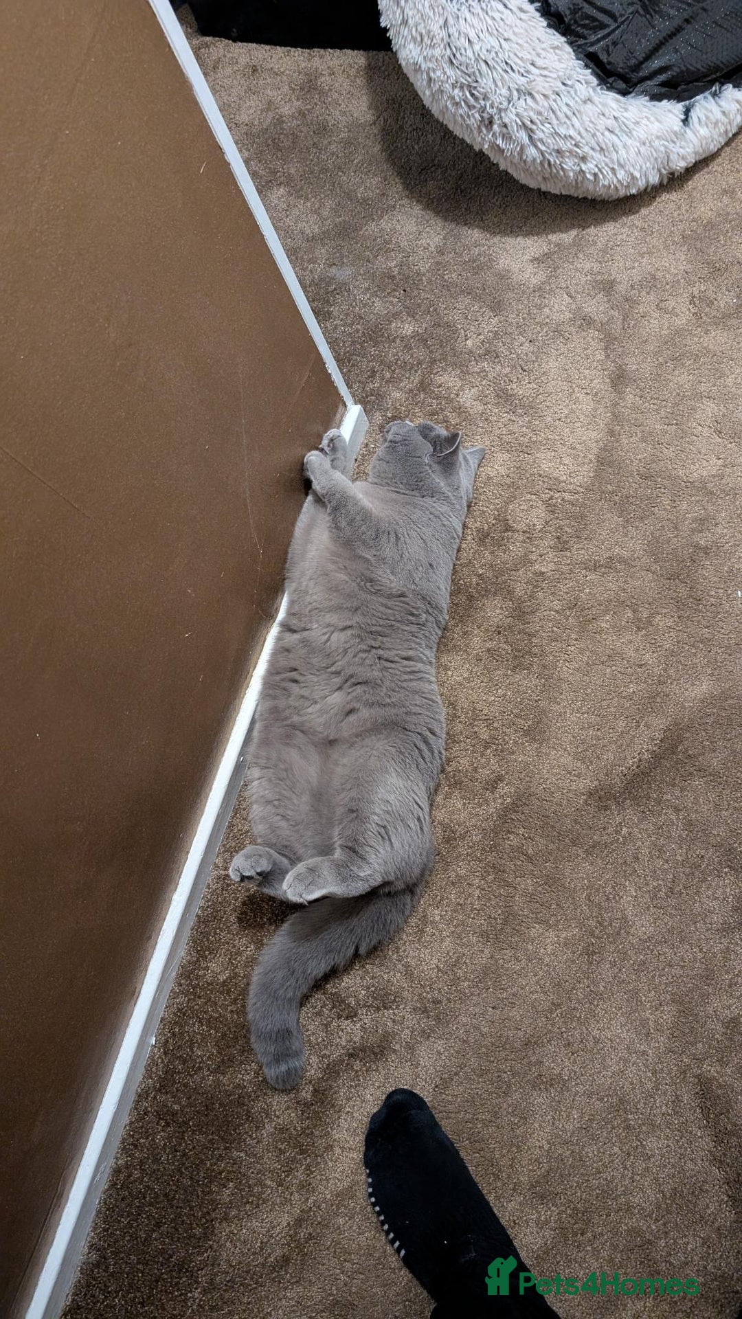 British Shorthair cats for sale: Beautiful British Blue Shorthair Male – 1 Yr Old - Advert 21