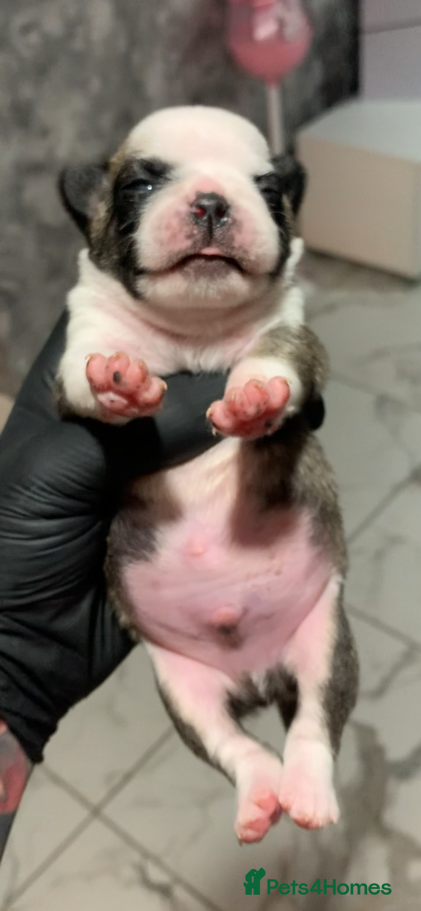 Pug dogs Panda pugs black and white  - Advert 9