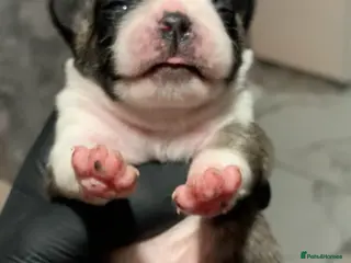 Pug dogs Panda pugs black and white - Advert 9