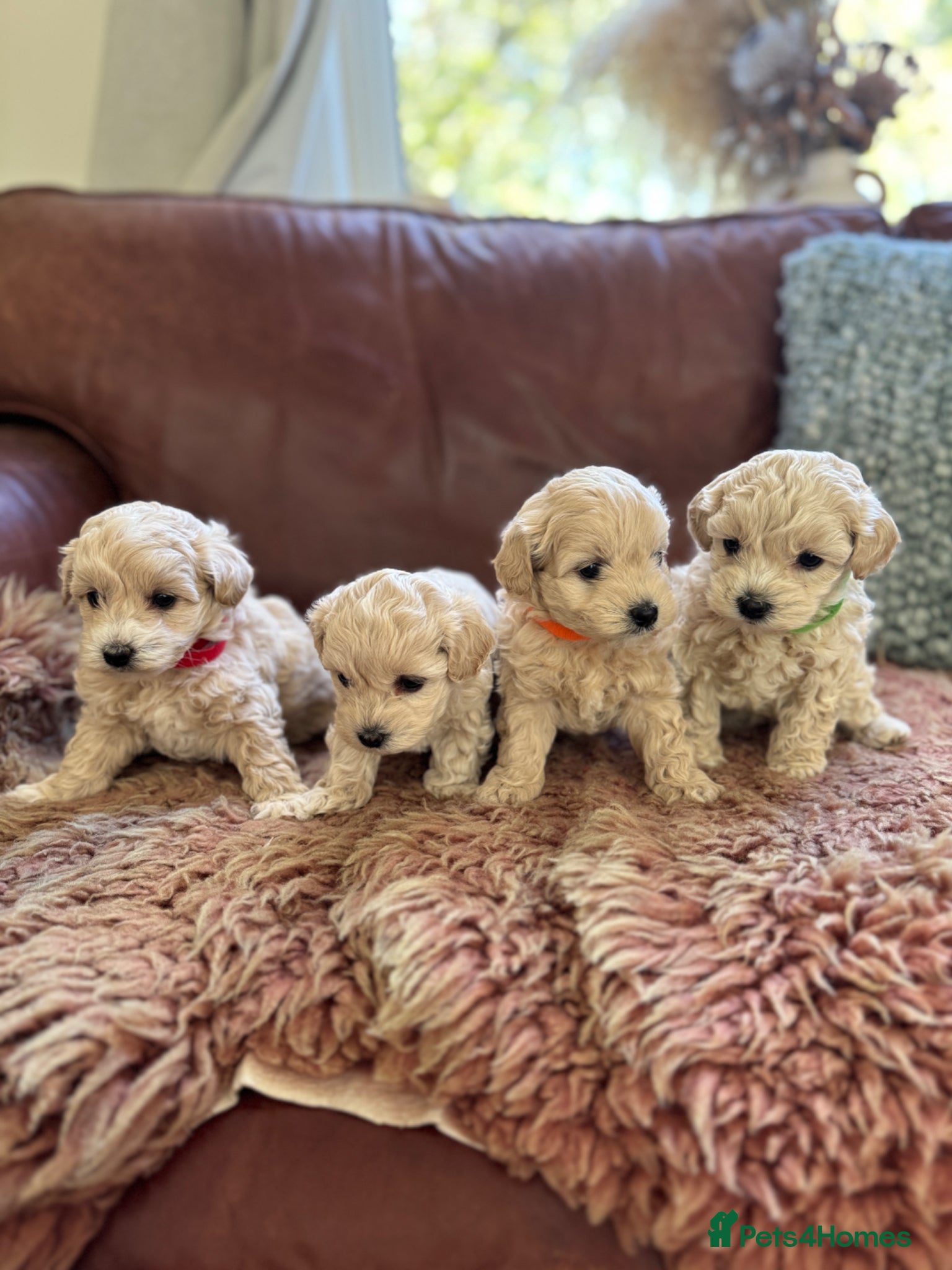 Maltipoo dogs Tiny toy F1b maltipoo puppies  - Advert 1