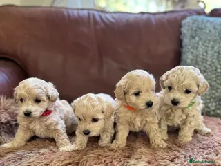 Maltipoo dogs Tiny toy F1b maltipoo puppies - Advert 1