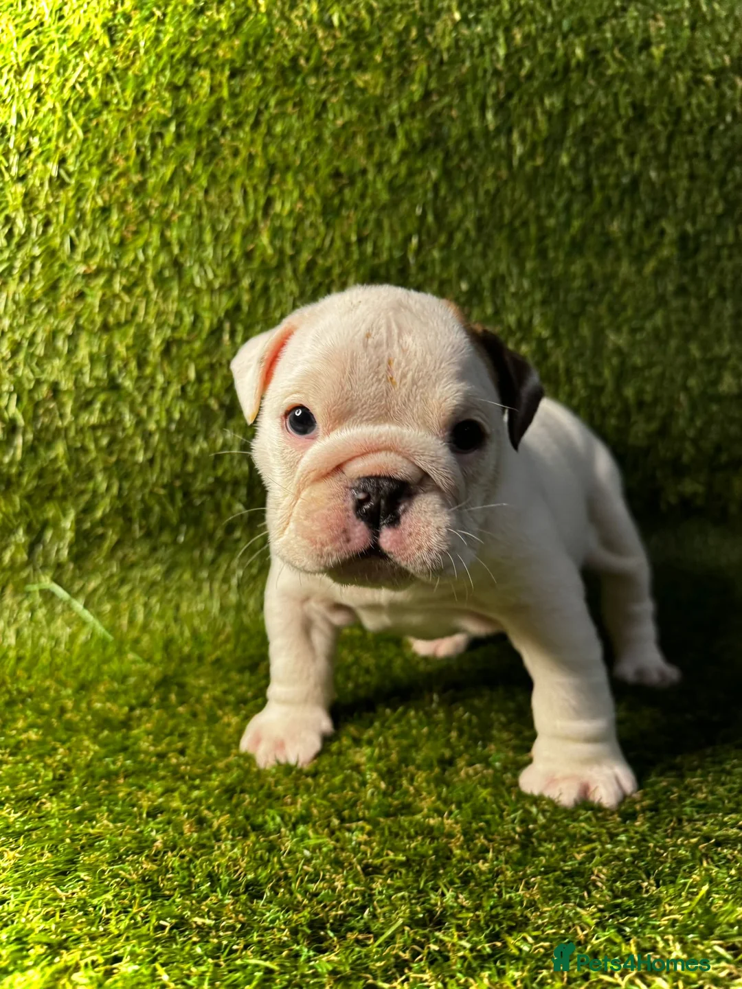 English Bulldog dogs for sale: English Bulldog Puppies - Advert 2