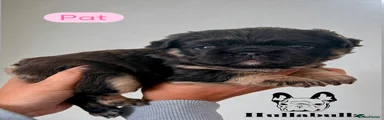 Pat