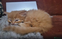 Mixed Breed cats for sale: 2 Beautiful Ginger Male Kittens.  - Image 15