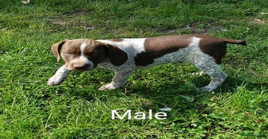 Mixed Breed dogs - Advert 7