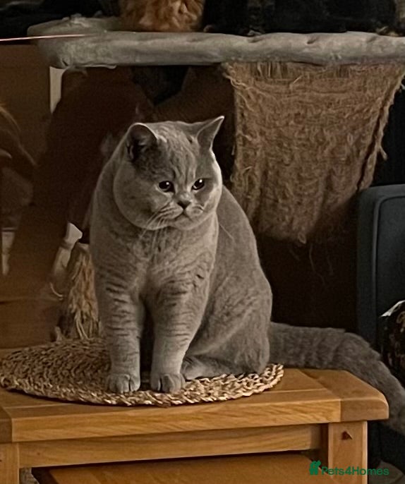 British Shorthair cats Blue British Shorthair Stud Available for service - Advert 2