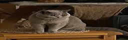 British Shorthair cats for stud: Blue British Shorthair Stud Available for service - Advert 1