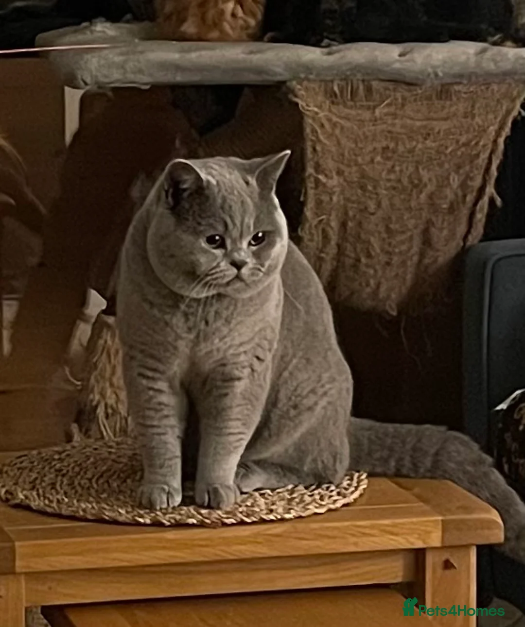 British Shorthair cats for stud: Blue British Shorthair Stud Available for service - Advert 1