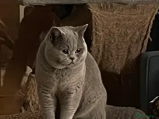 British Shorthair cats Blue British Shorthair Stud Available for service - Advert 2