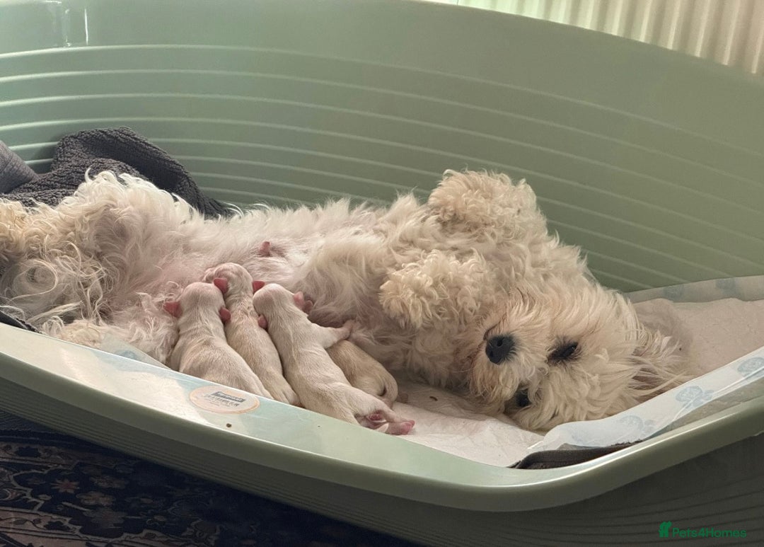 Maltipoo dogs for sale: Maltipoo puppies - Image 13