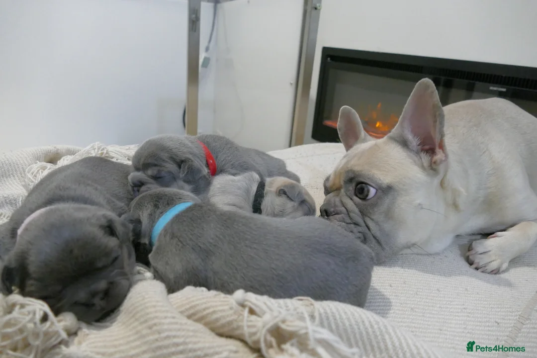 French Bulldog dogs for sale: 🔥 Exceptional Quality Puppies 🔥 - Advert 9