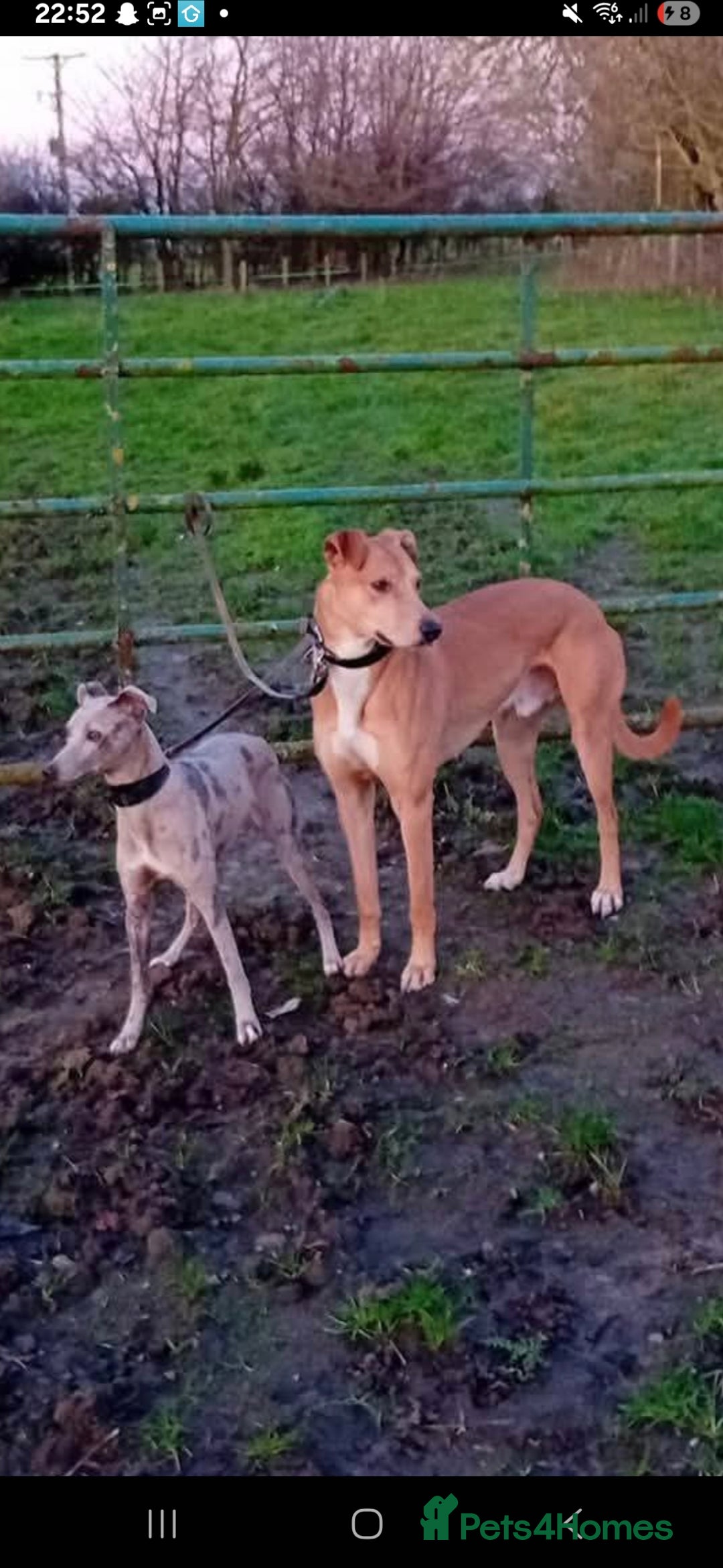 Mixed Breed dogs for sale: Saluki collie bull whippet greyhound pups - Advert 21