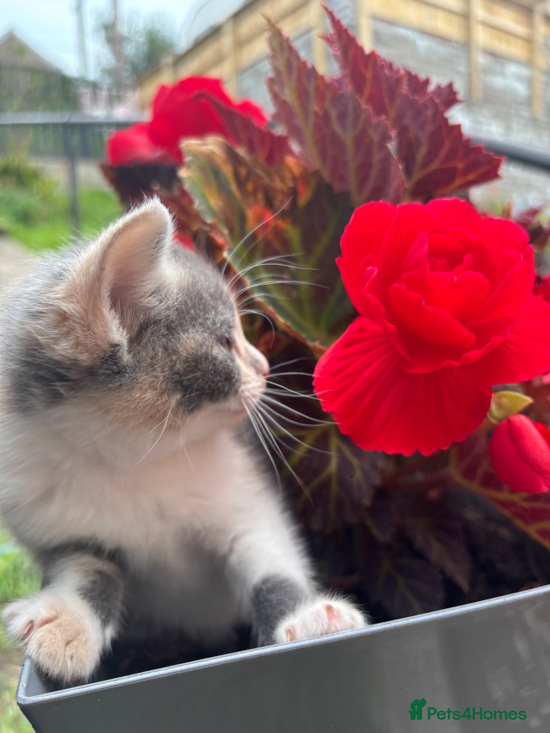 Domestic Shorthair cats for sale: Beautiful shorthair mixed colour kittens  - Image 4