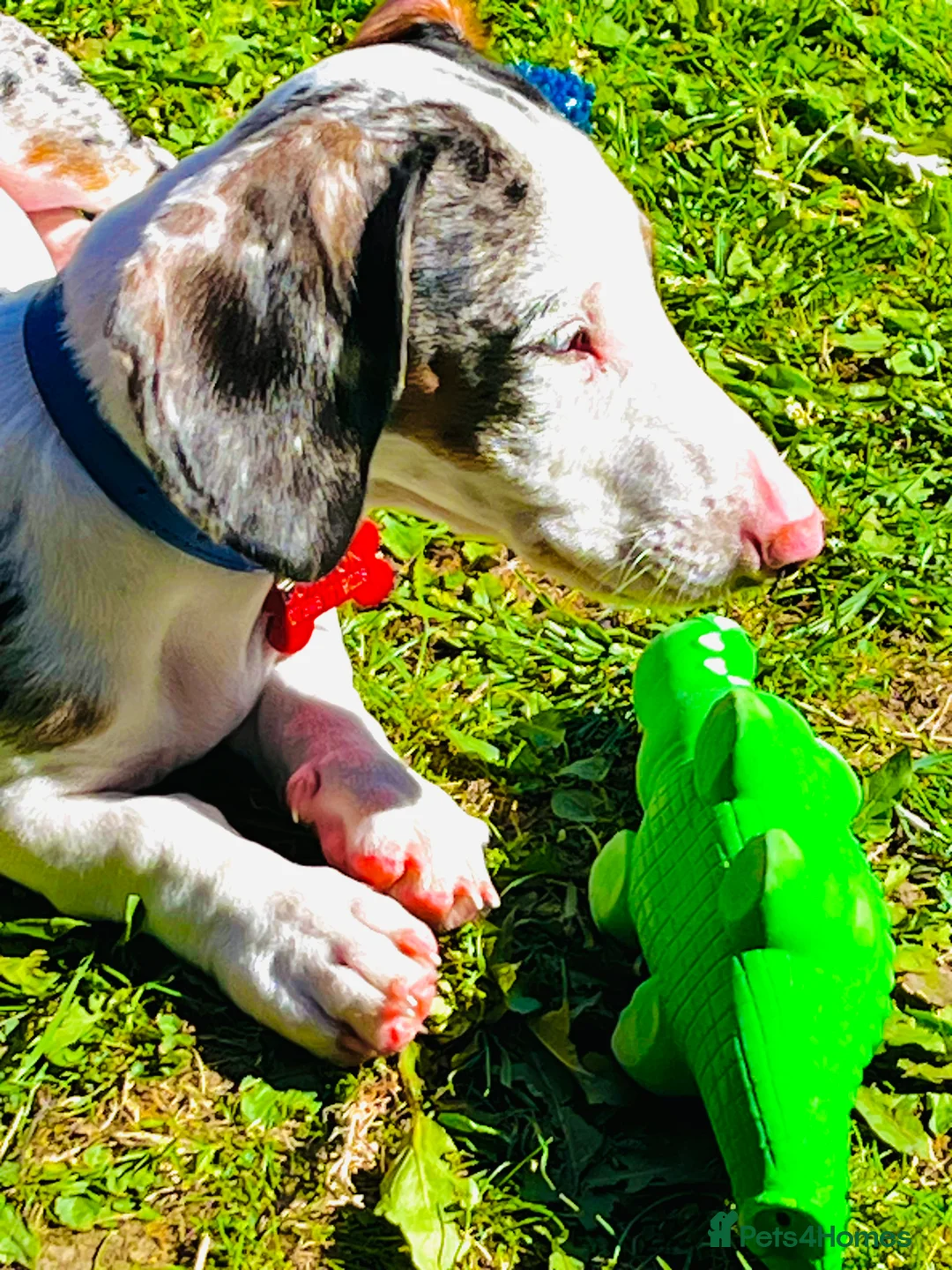 Dachshund dogs for sale: Beautiful boy dashound  - Advert 4