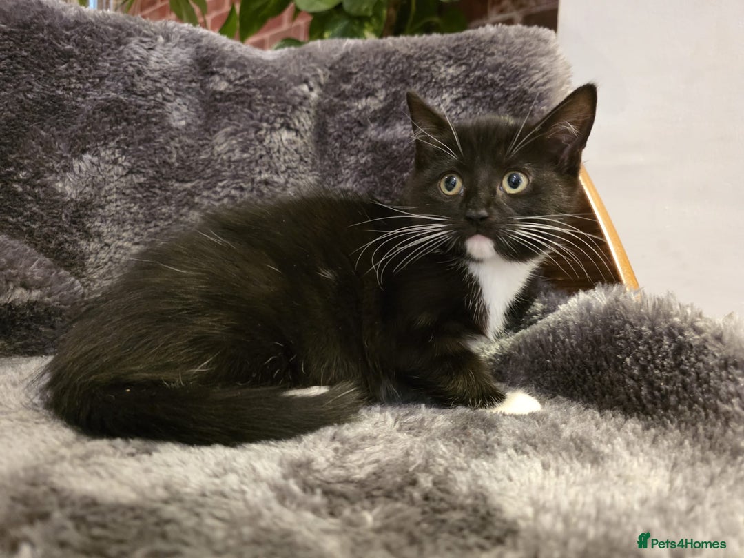 Ragdoll cats for sale: Rehomed  - Advert 16