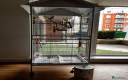 Budgerigars birds for sale: Budgie Pair and Supplies - Image 5
