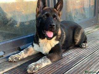 Akita dogs American Akita puppies - Advert 2