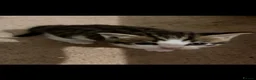Mixed Breed cats for sale: 2 beautiful male kittens for sale in Basildon - Advert 11