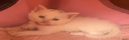 British Shorthair cats for sale: Gorgeous British shorthair kittens… - Advert 6