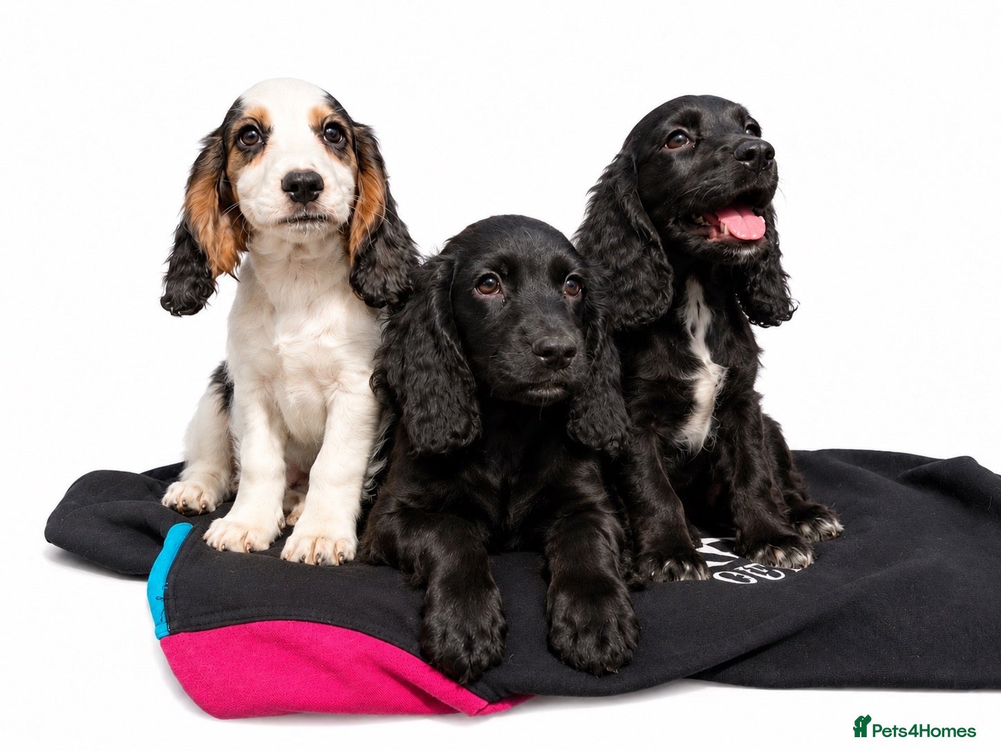 Cocker Spaniel dogs beautiful show cocker spaniel puppies  - Advert 19