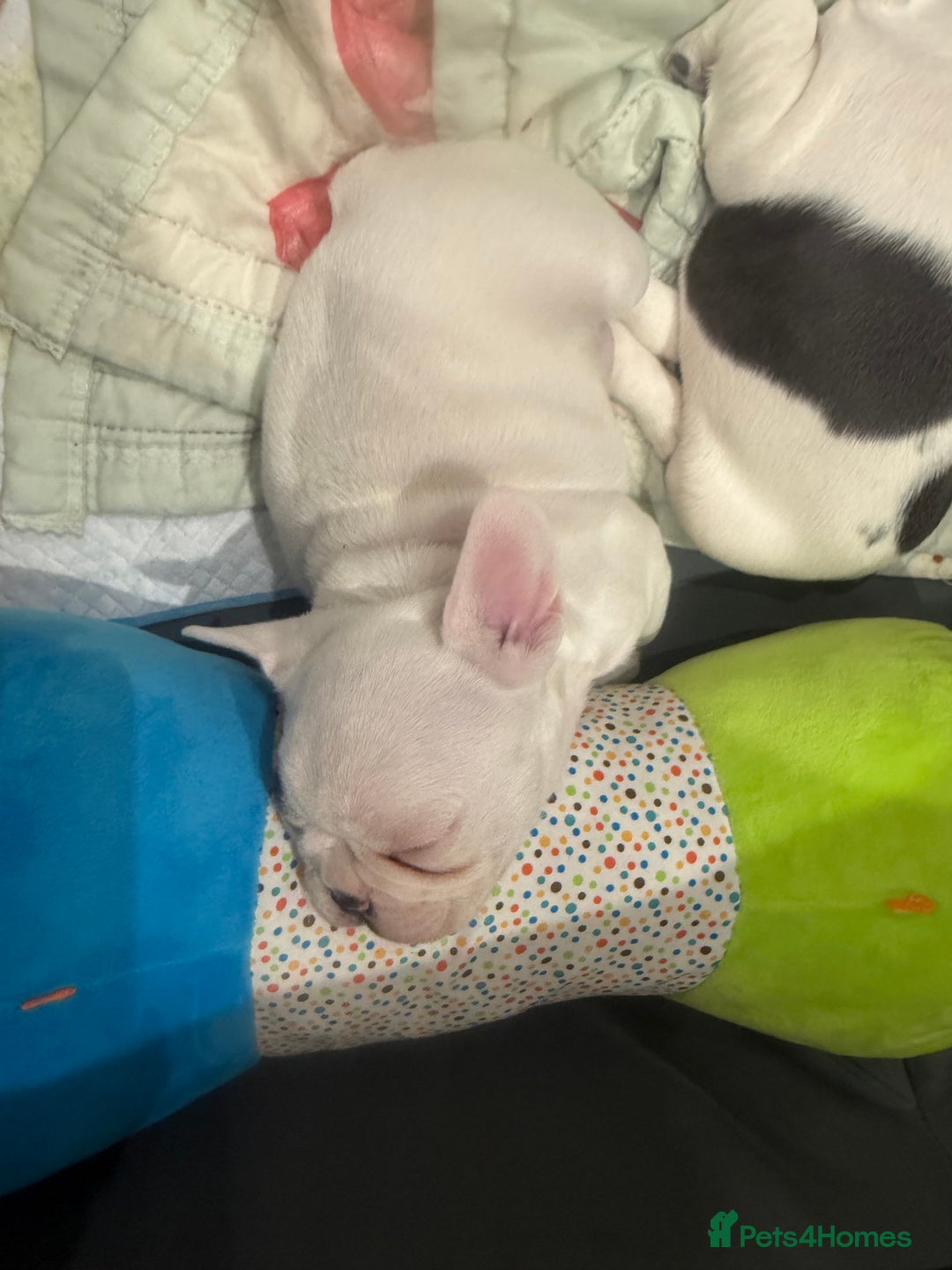 French Bulldog dogs for sale: Kropek - Image 11