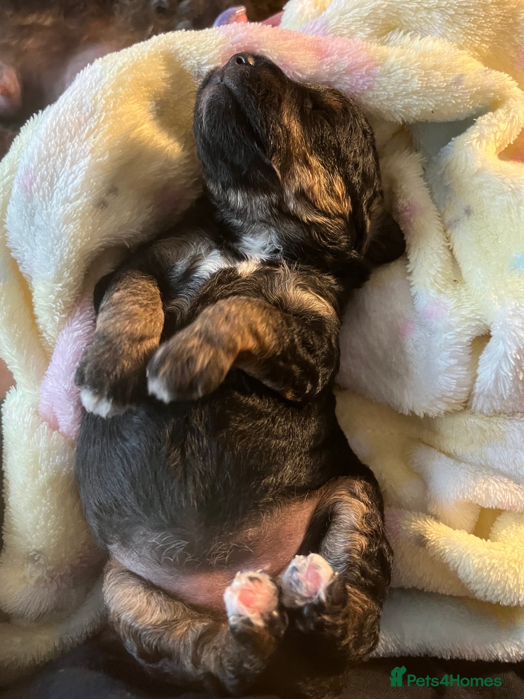 Jackapoo dogs for sale: Adorable (85% Toy Poodle) Jackapoo pups  - Image 5