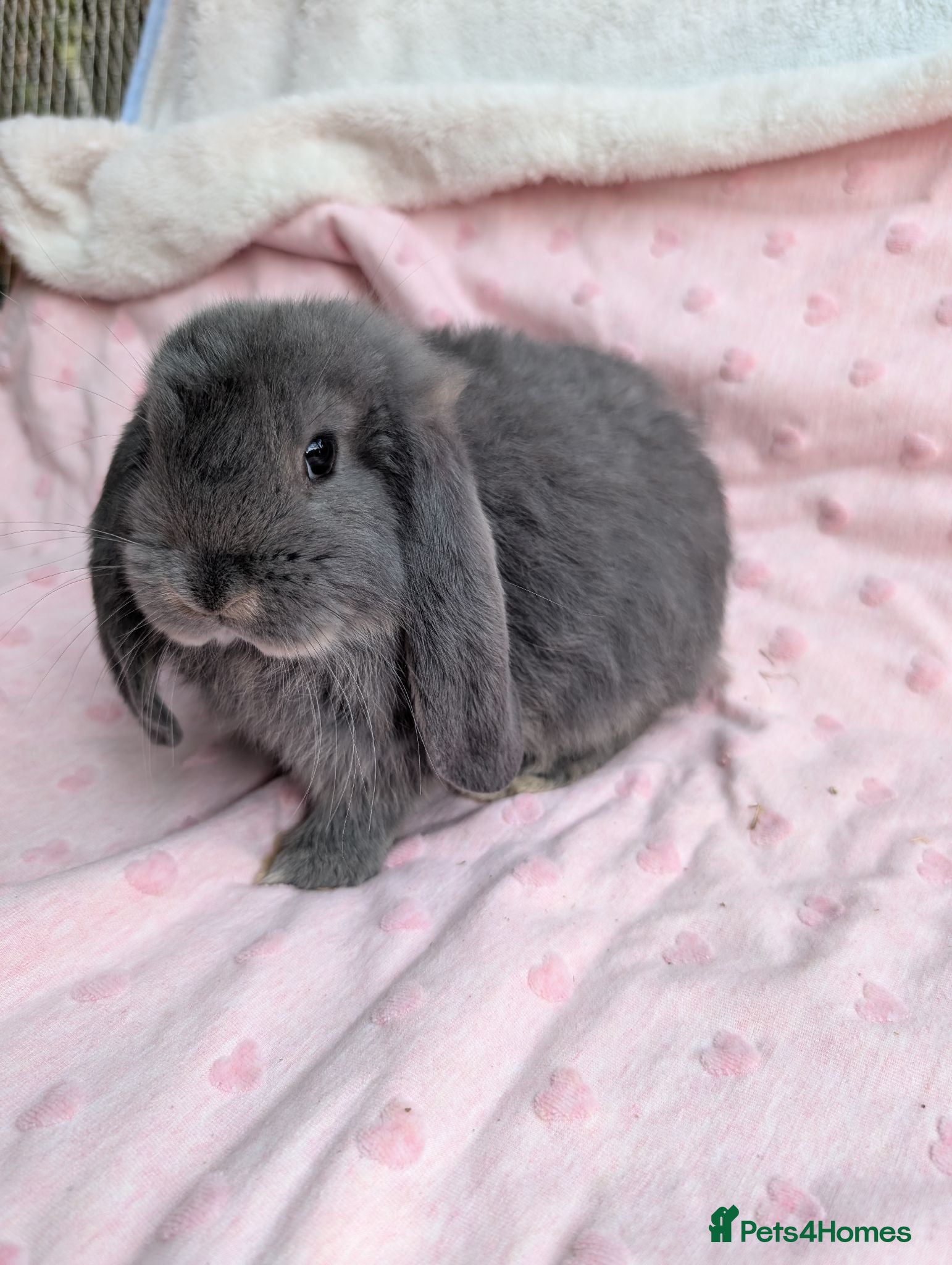 French Lop rabbits One Beautiful French Lop Buck Remaining - Advert 18