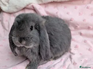French Lop rabbits One Beautiful French Lop Buck Remaining - Advert 8