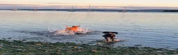 Labrador Retriever dogs for sale: Home needed for a 5 year old female Labrador  - Advert 7