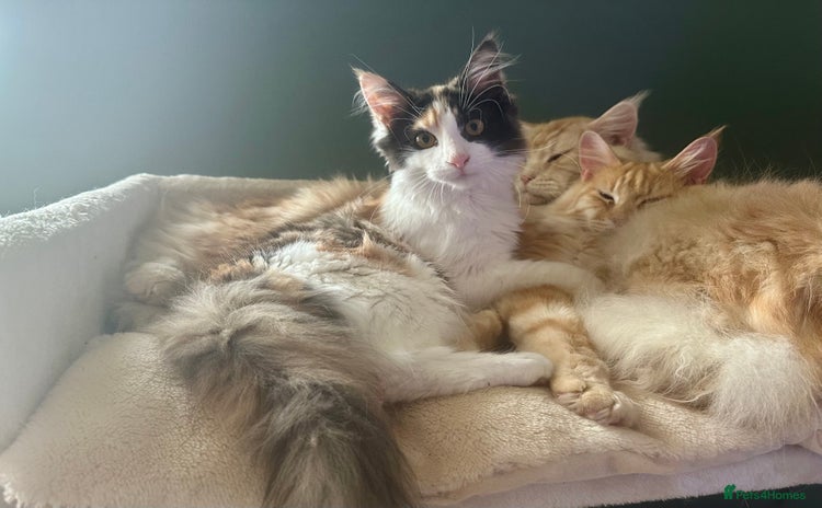 Maine Coon cats - Advert 15