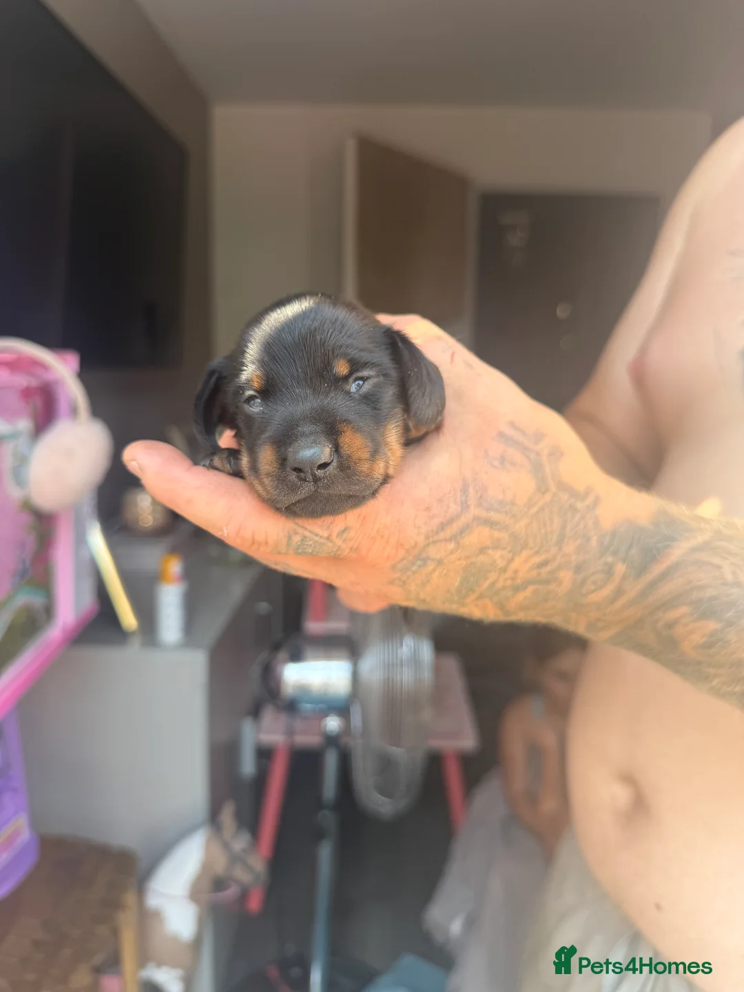 Miniature Dachshund dogs for sale: Mini dachshunds  - Advert 2