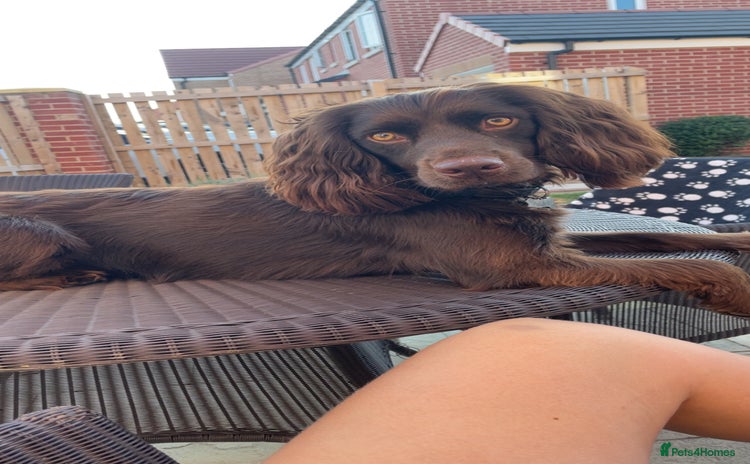 Cocker Spaniel dogs - Advert 2
