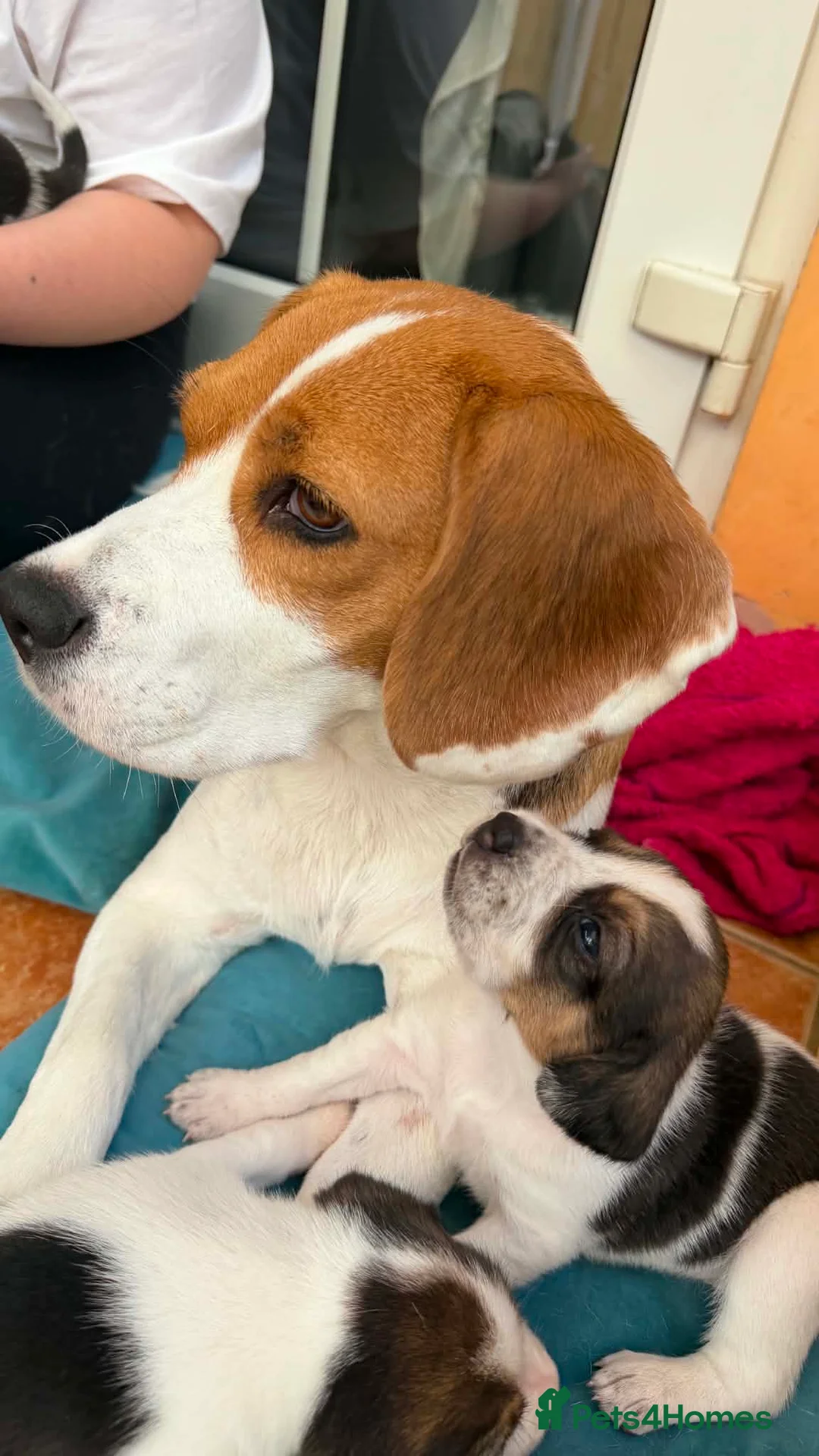 Beagle dogs for sale: 🐶 Beautiful Beagle Puppies for Sale 🐶 - Advert 2