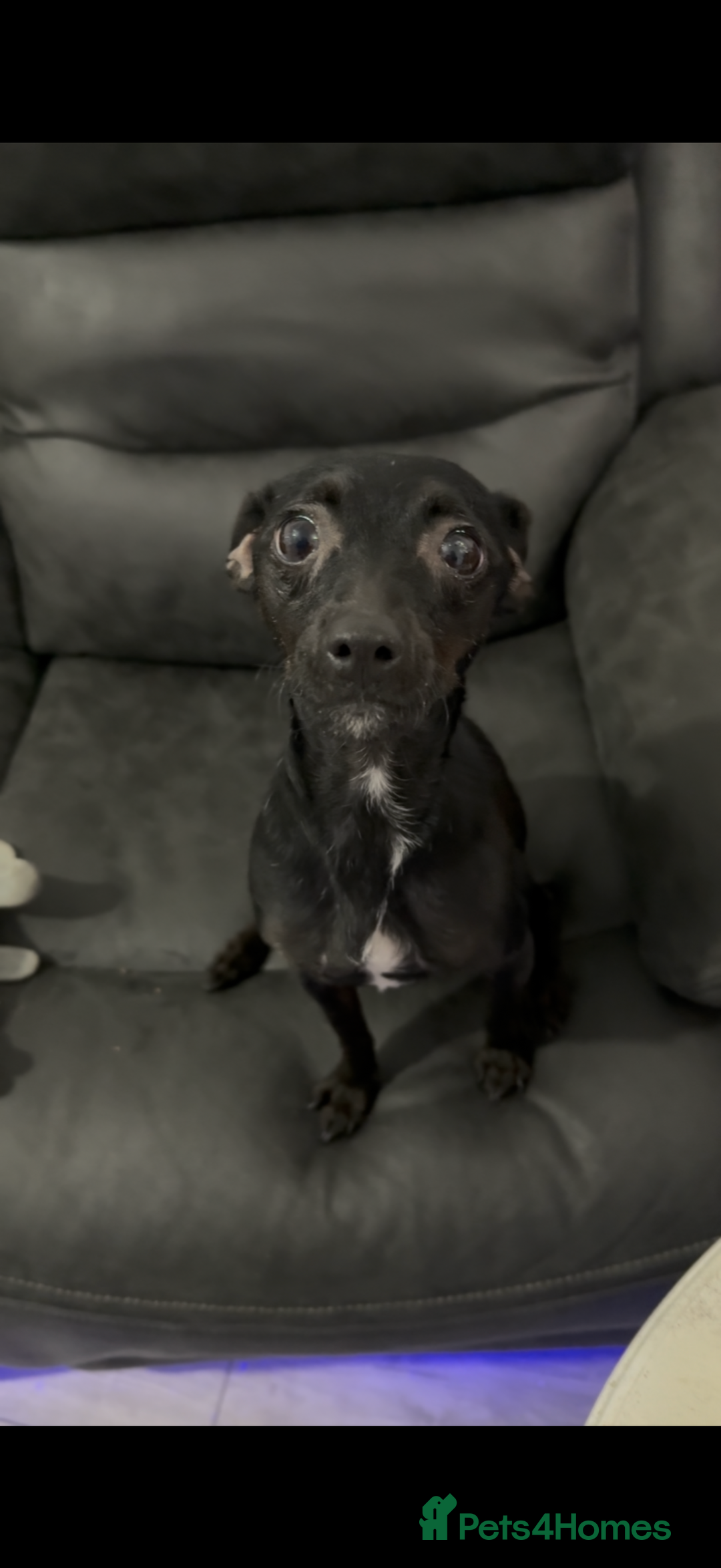 Mixed Breed dogs for sale: Ronnie- 3 years old  - Advert 2