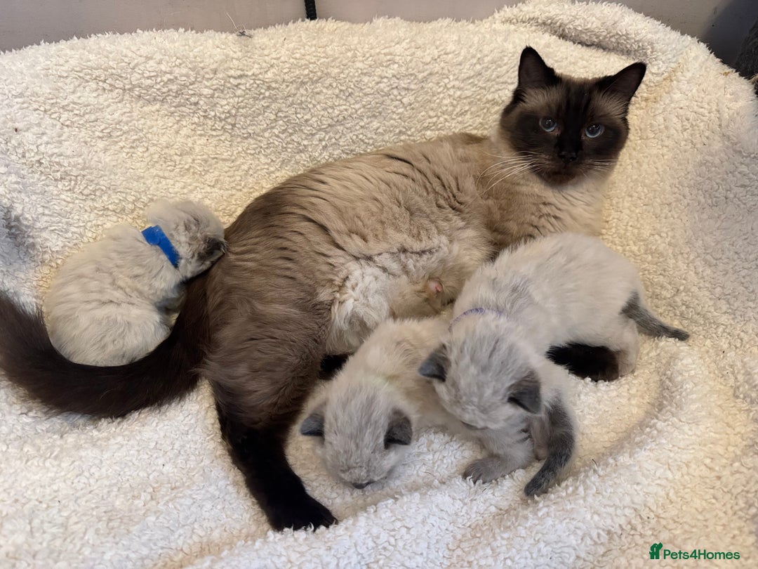Ragdoll cats for sale: beautiful seal point ragdoll kittens all boys  - Advert 1