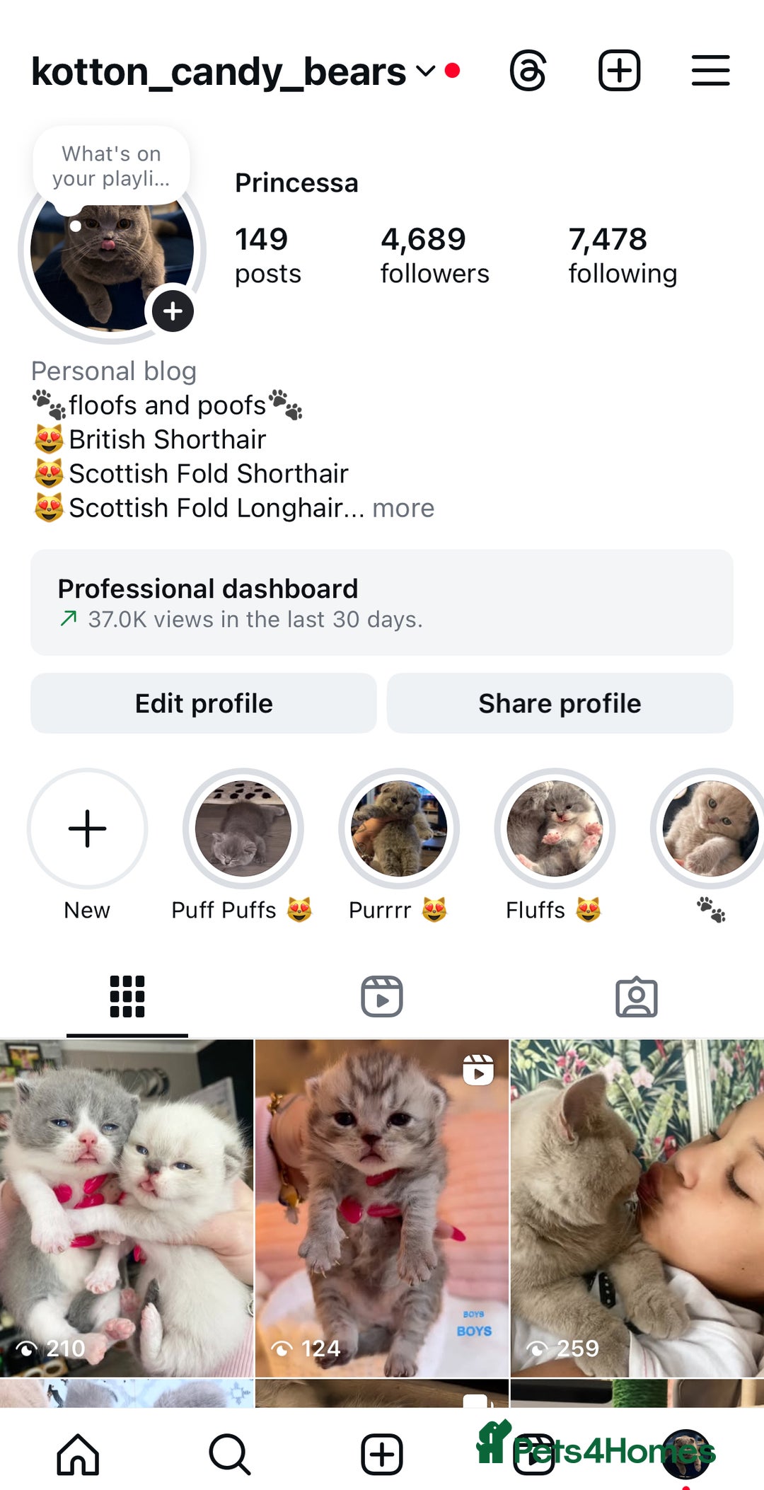 British Shorthair cats for sale: Lilac bi colour boy pure British shorthair ready😻 - Image 5