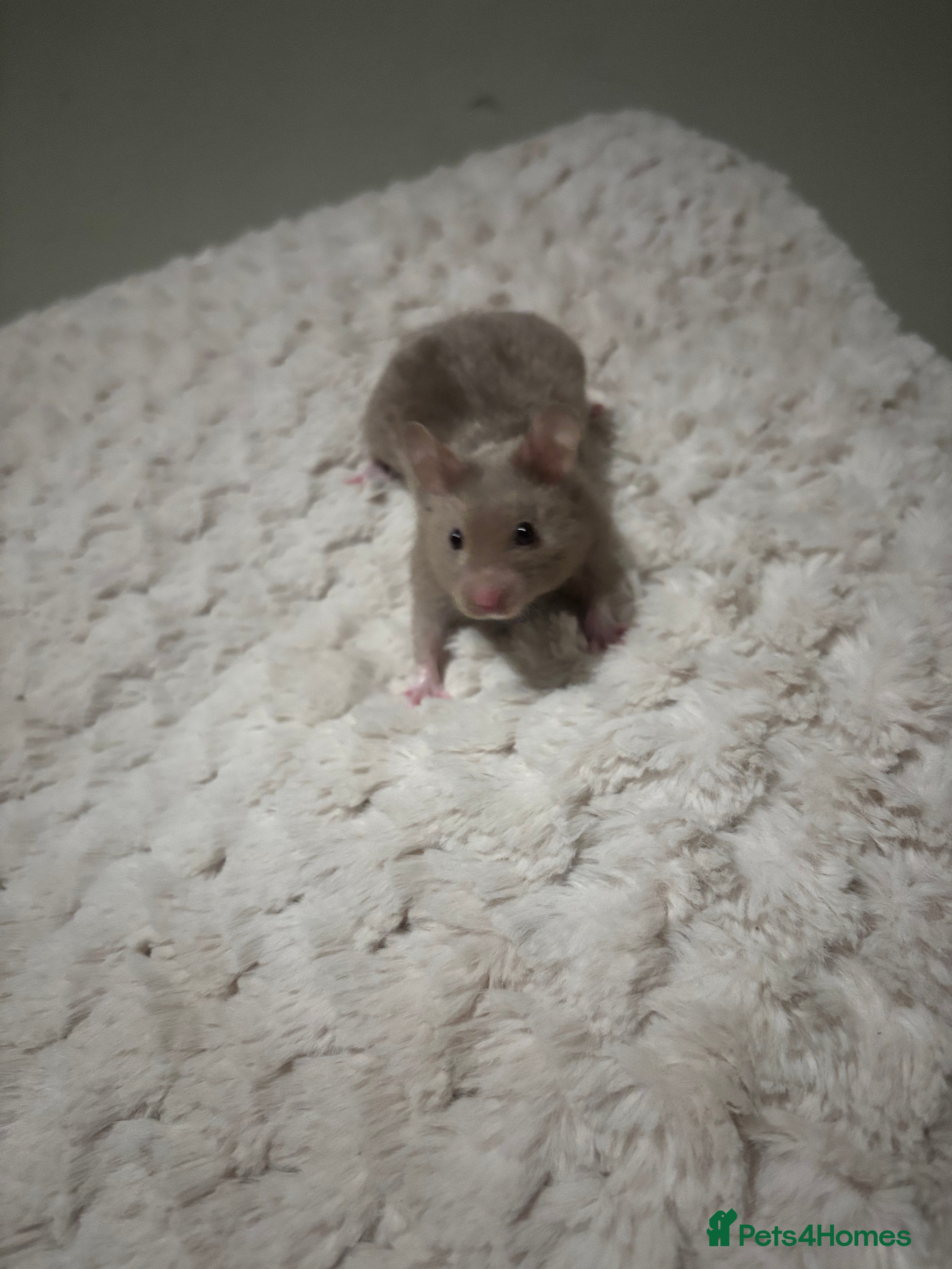 Hamster rodents Beautiful Grey Hamster COMES WITH EVERYTHING! - Advert 1