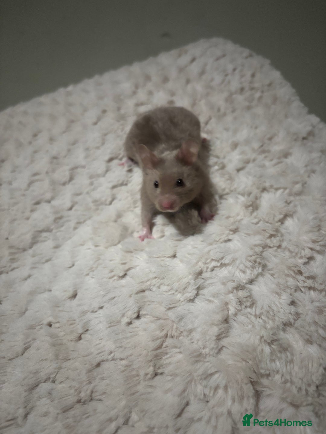 Hamster rodents for sale: Beautiful Grey Hamster COMES WITH EVERYTHING! - Advert 1