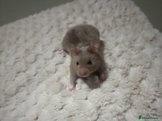 Hamster rodents Beautiful Grey Hamster COMES WITH EVERYTHING! - Advert 1