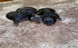 Miniature Pinscher dogs for sale: Gorgeous Rare miniature pinscher puppies for sale - Advert 4