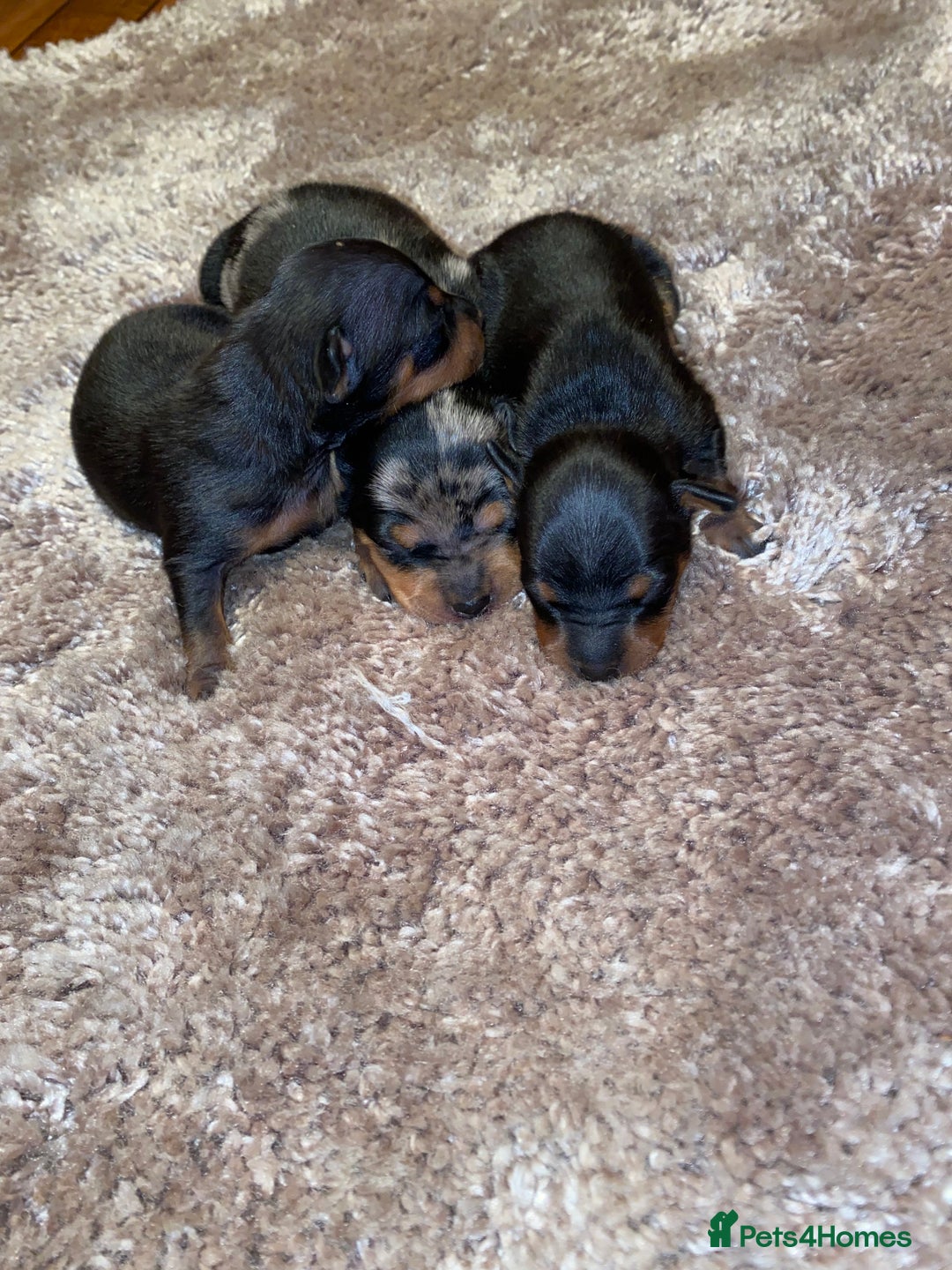 Miniature Pinscher dogs for sale: Gorgeous Rare miniature pinscher puppies for sale - Advert 4