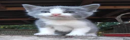 Mixed Breed cats for sale: Part British Short-hair Blue & Blue/White Kittens. - Advert 2