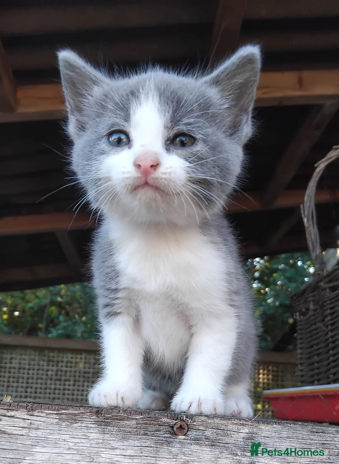 Mixed Breed cats for sale: Part British Short-hair Blue & Blue/White Kittens. - Advert 2