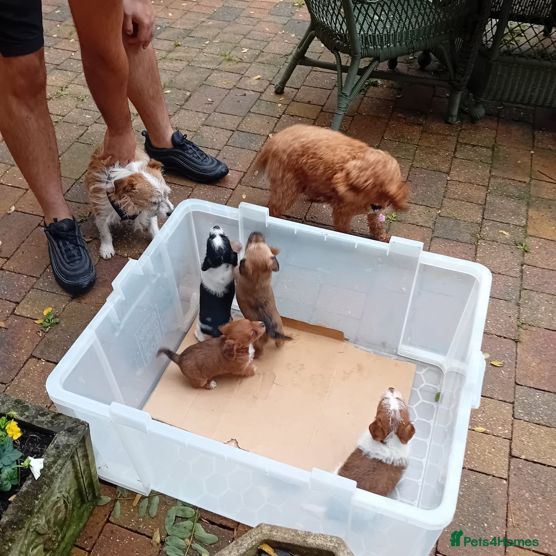 Jackapoo dogs for sale: Jackapoos puppies - Image 5