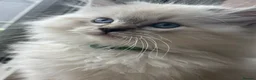 Ragdoll cats for sale: 💙🐾 2 Stunning TICA Ragdoll Boys 🐾💚 - Advert 16