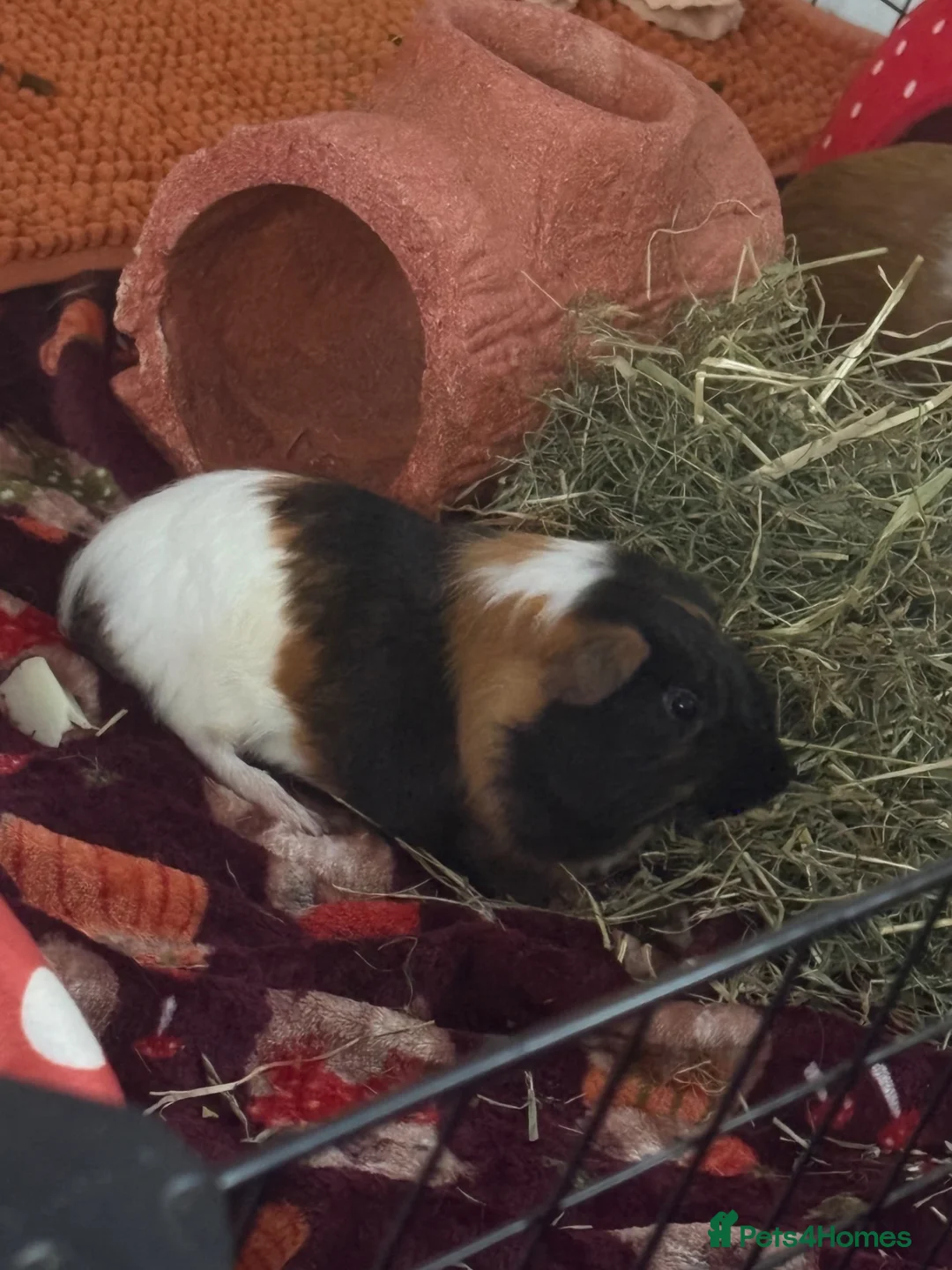 Guinea Pig rodents for sale: Male Guinea Pigs - Advert 5