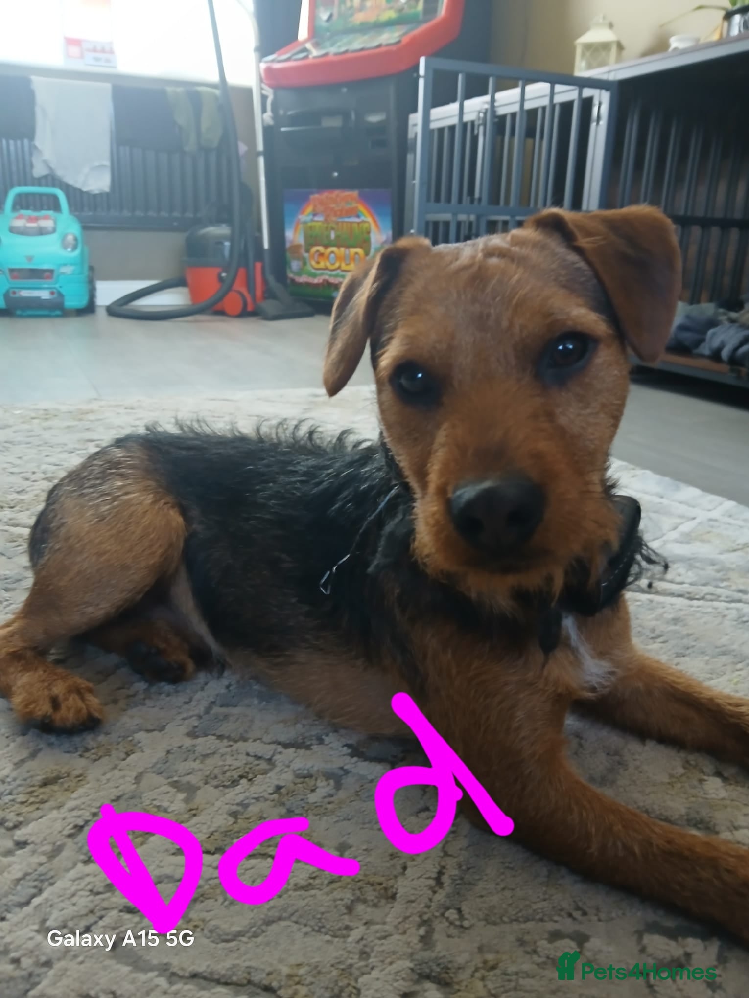 Patterdale Terrier dogs Puppies  - Advert 1